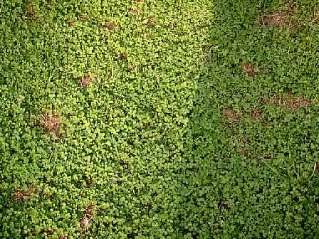 Close-up of clover.